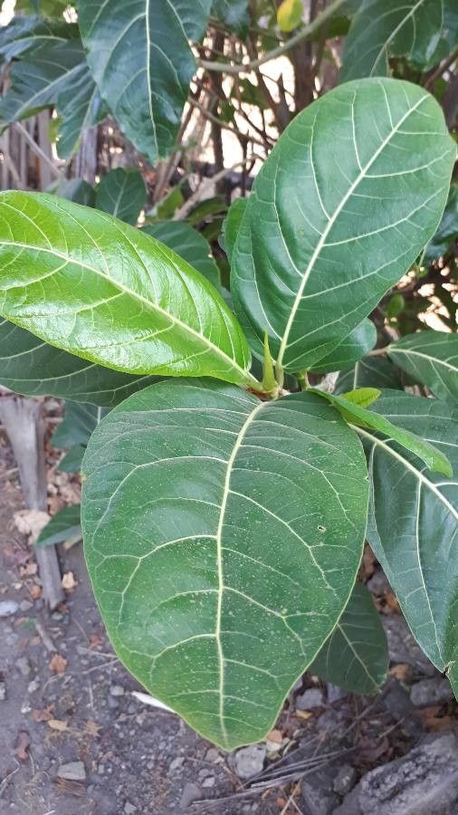 Ficus septica leaf