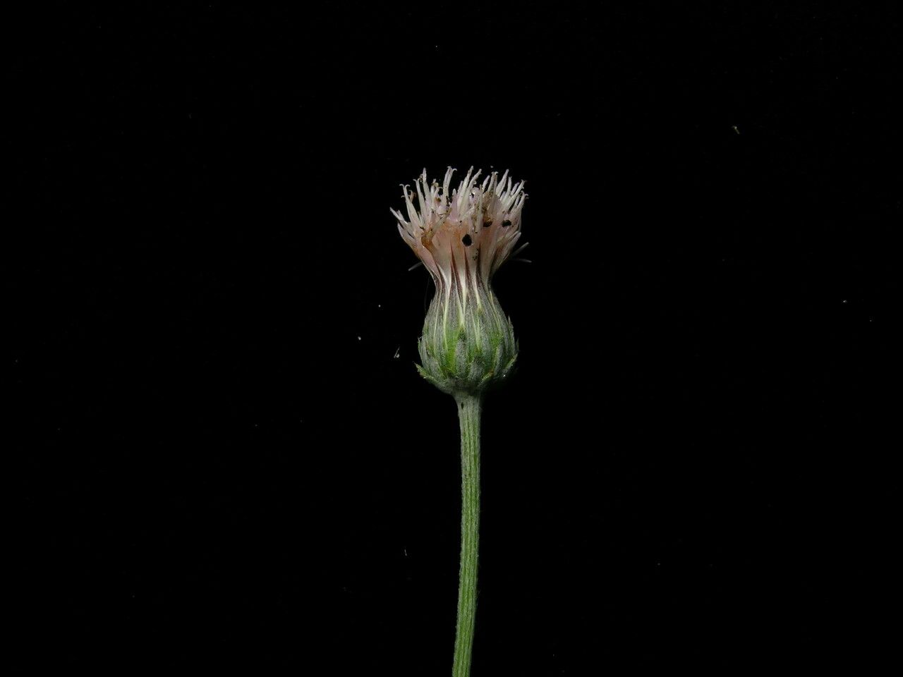 Jurinea heteromalla habit