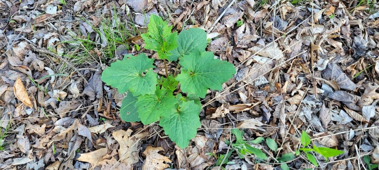 Arnoglossum atriplicifolium leaf