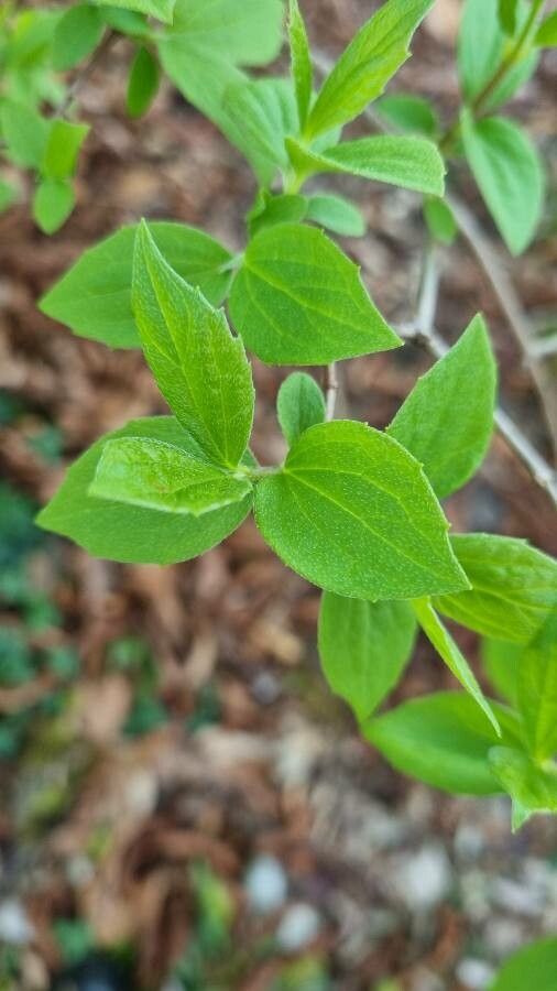 Philadelphus hirsutus — houseplant care guide