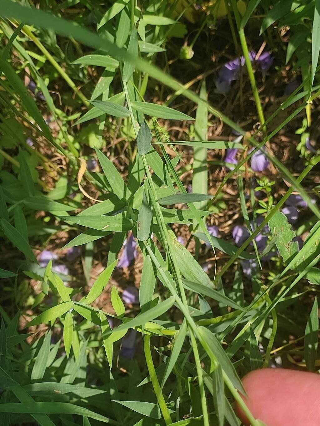 Linum nervosum — search result for 'Linum'