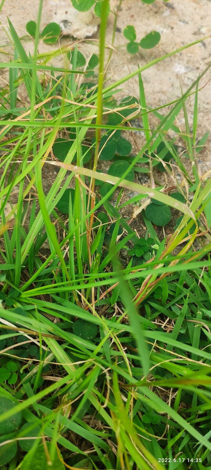 Setaria parviflora leaf