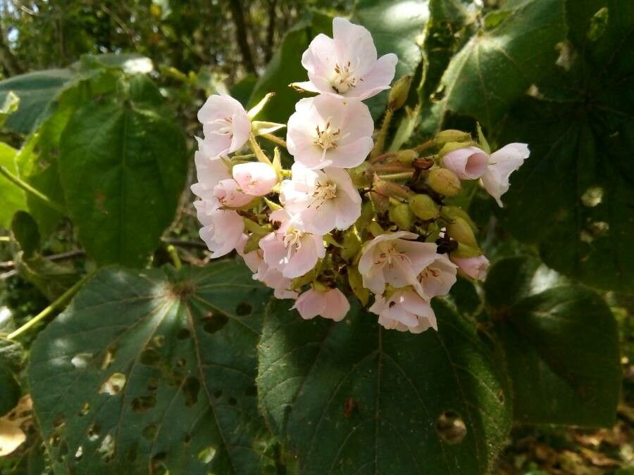 Dombeya pilosa flower