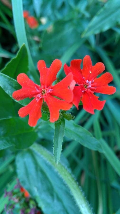 Silene chalcedonica flower