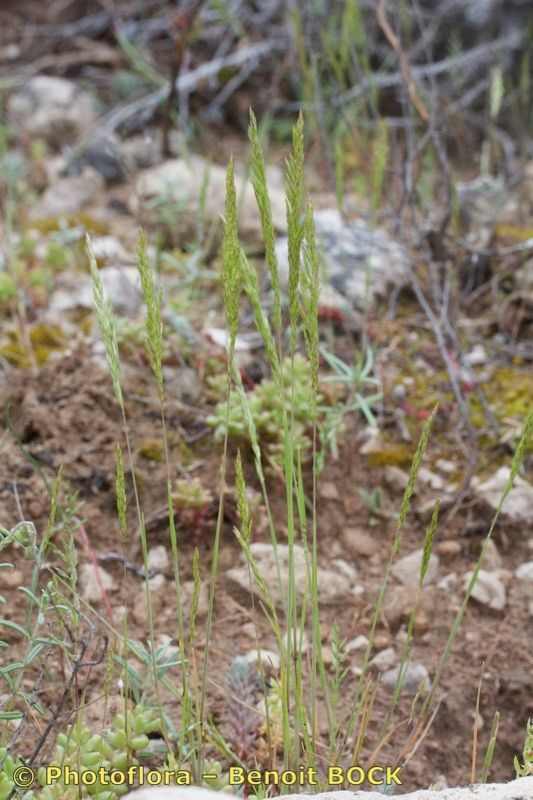Avellinia festucoides other