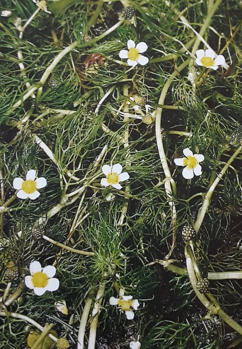 Ranunculus rionii — houseplant care guide