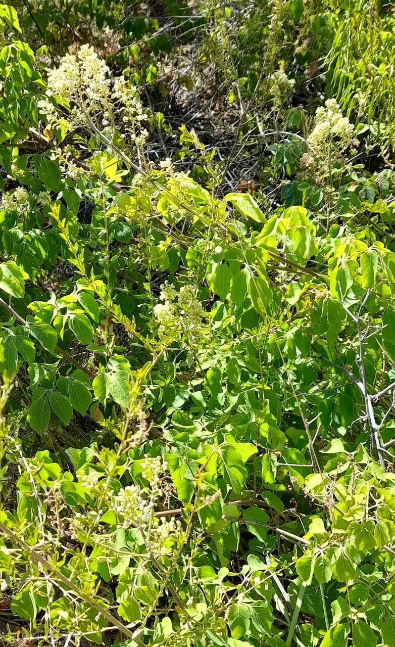 Serjania glabrata habit