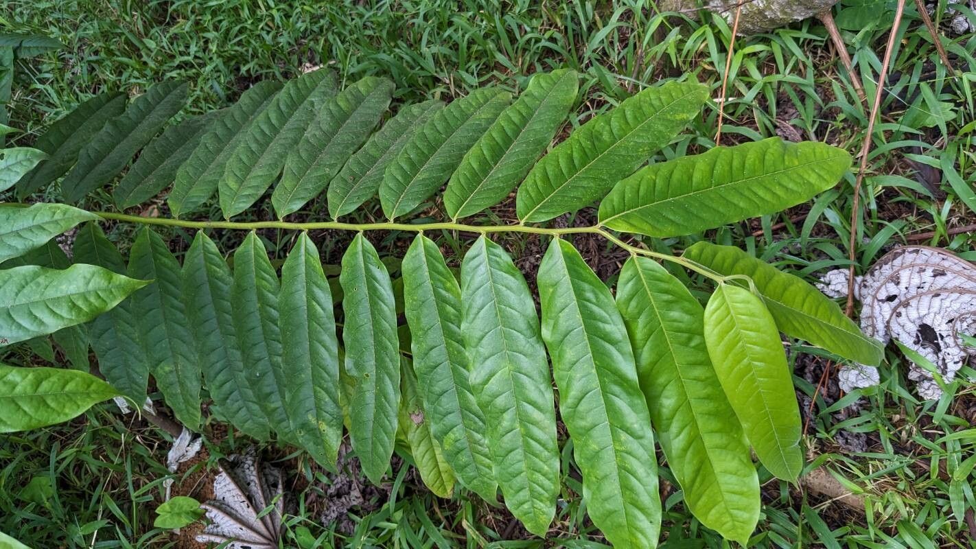 Guatteria costaricensis leaf