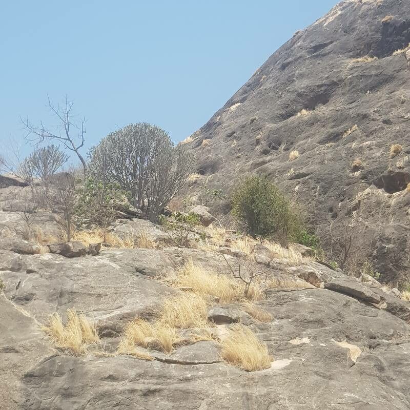 Euphorbia desmondii bark