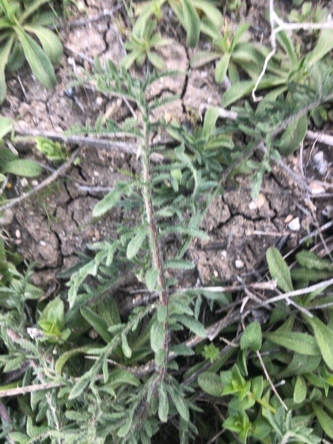 Descurainia sophia — search result for 'Brassicaceae'