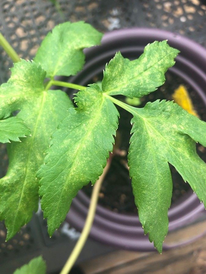 Angelica breweri leaf