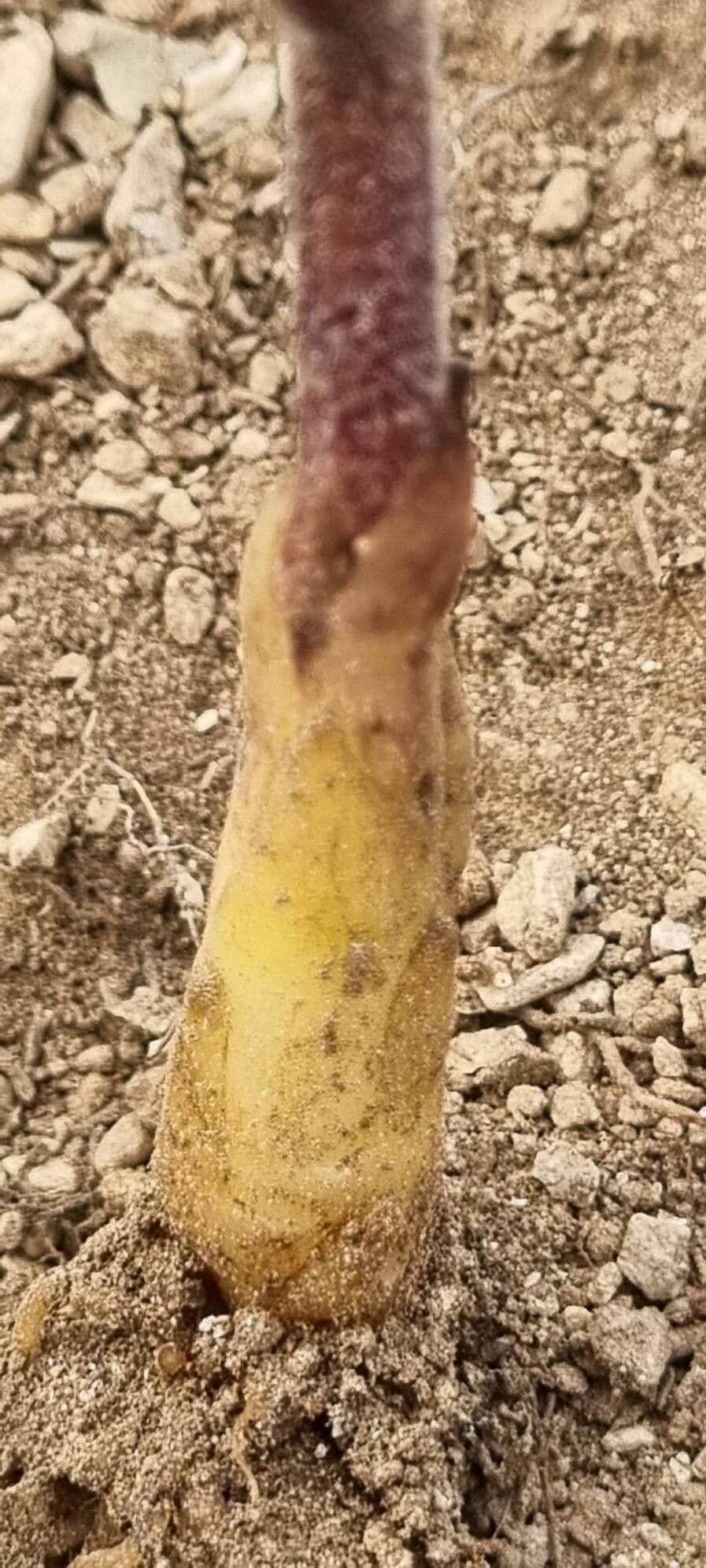 Orobanche rosmarina fruit