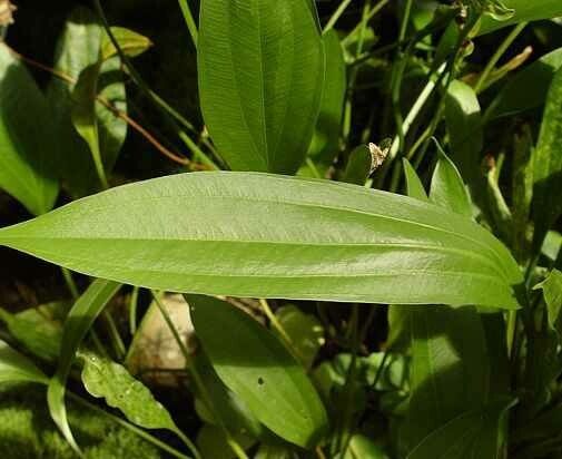 Aquarius decumbens leaf