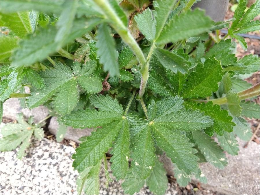 Potentilla thuringiaca — search result for 'Potentilla'