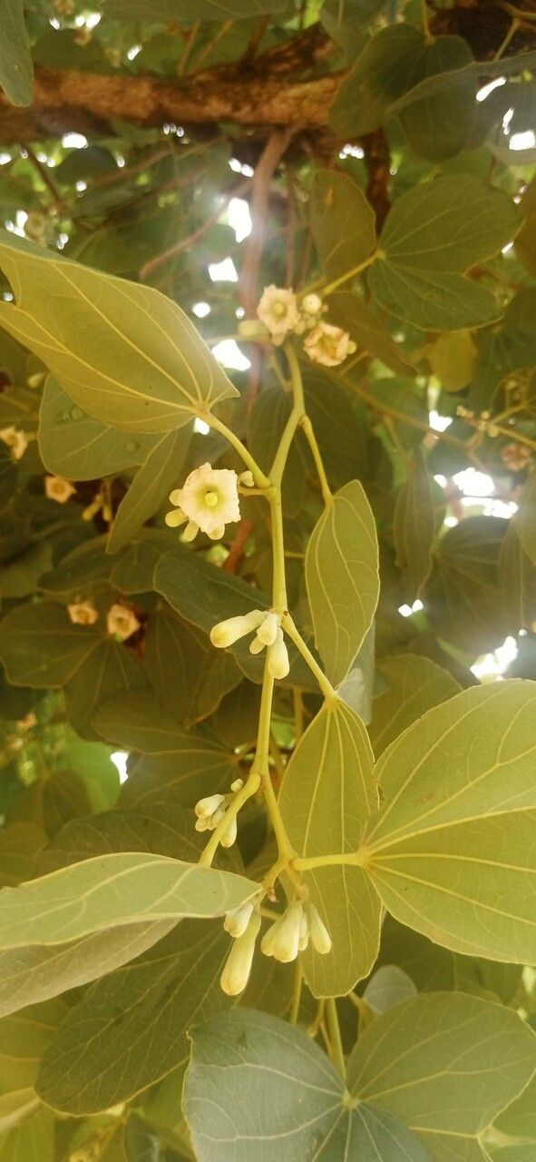 Piliostigma reticulatum flower