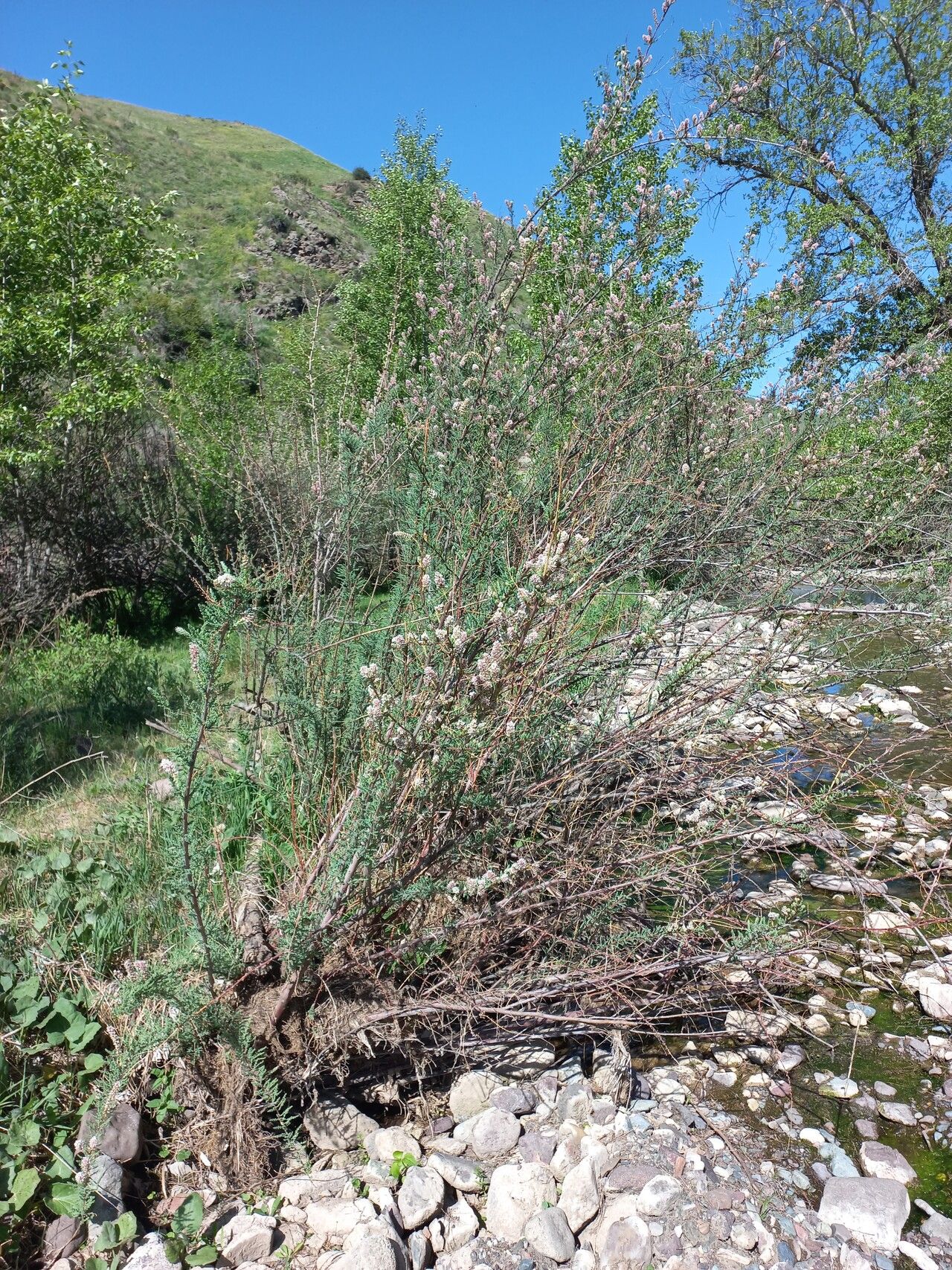 Tamarix laxa habit