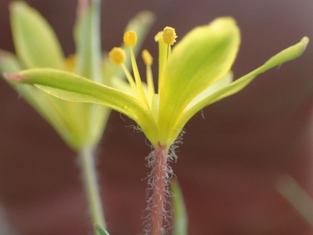 Gagea lacaitae flower