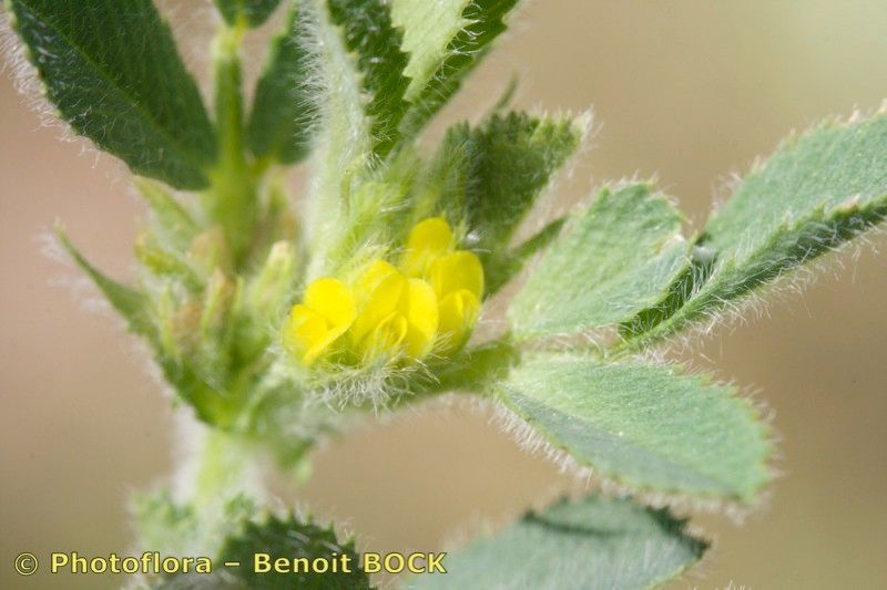 Medicago ovalis — houseplant care guide