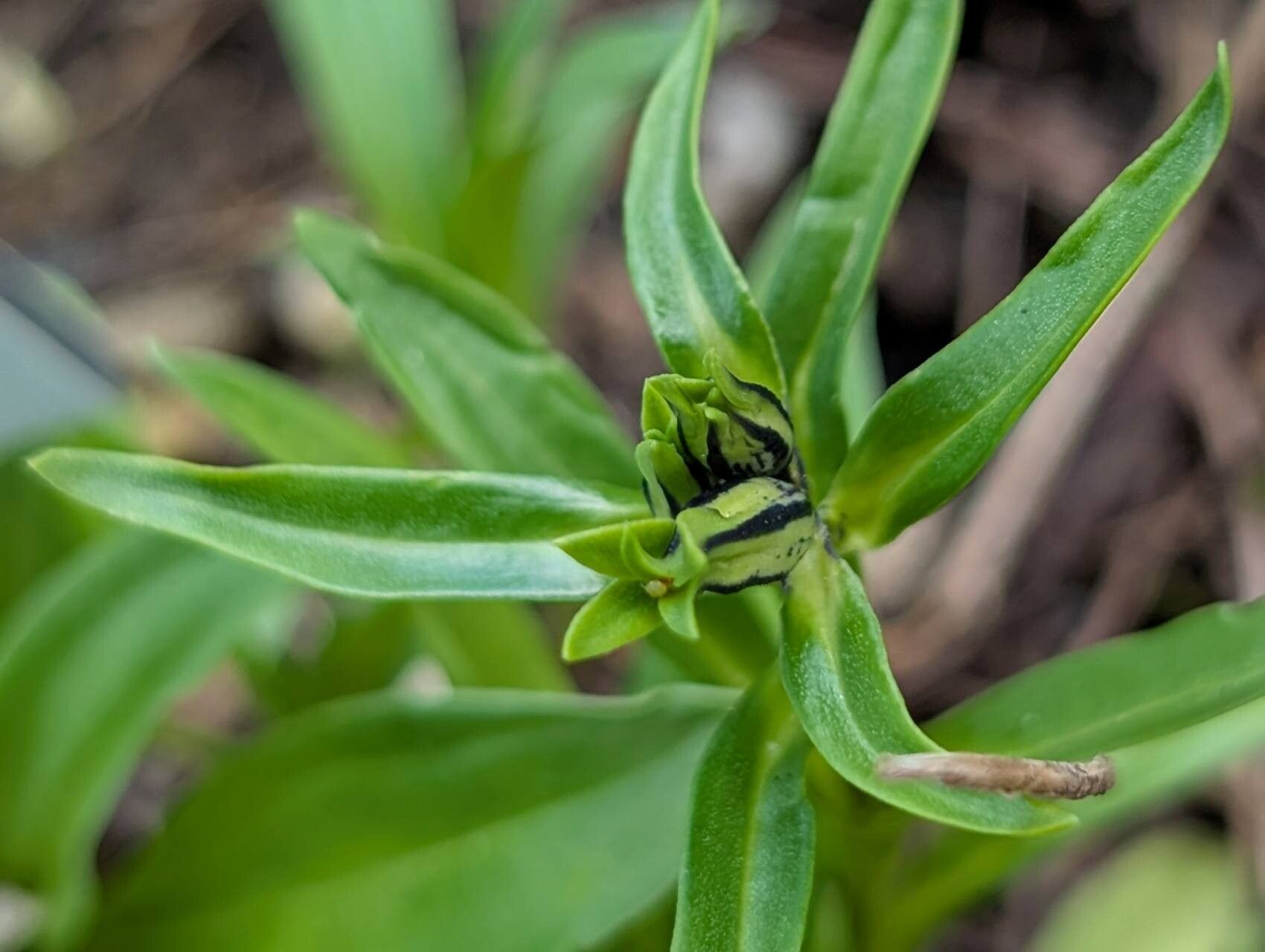 Gentiana trichotoma other