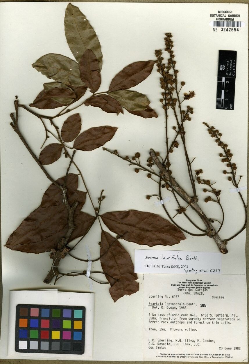 Swartzia laurifolia — houseplant care guide