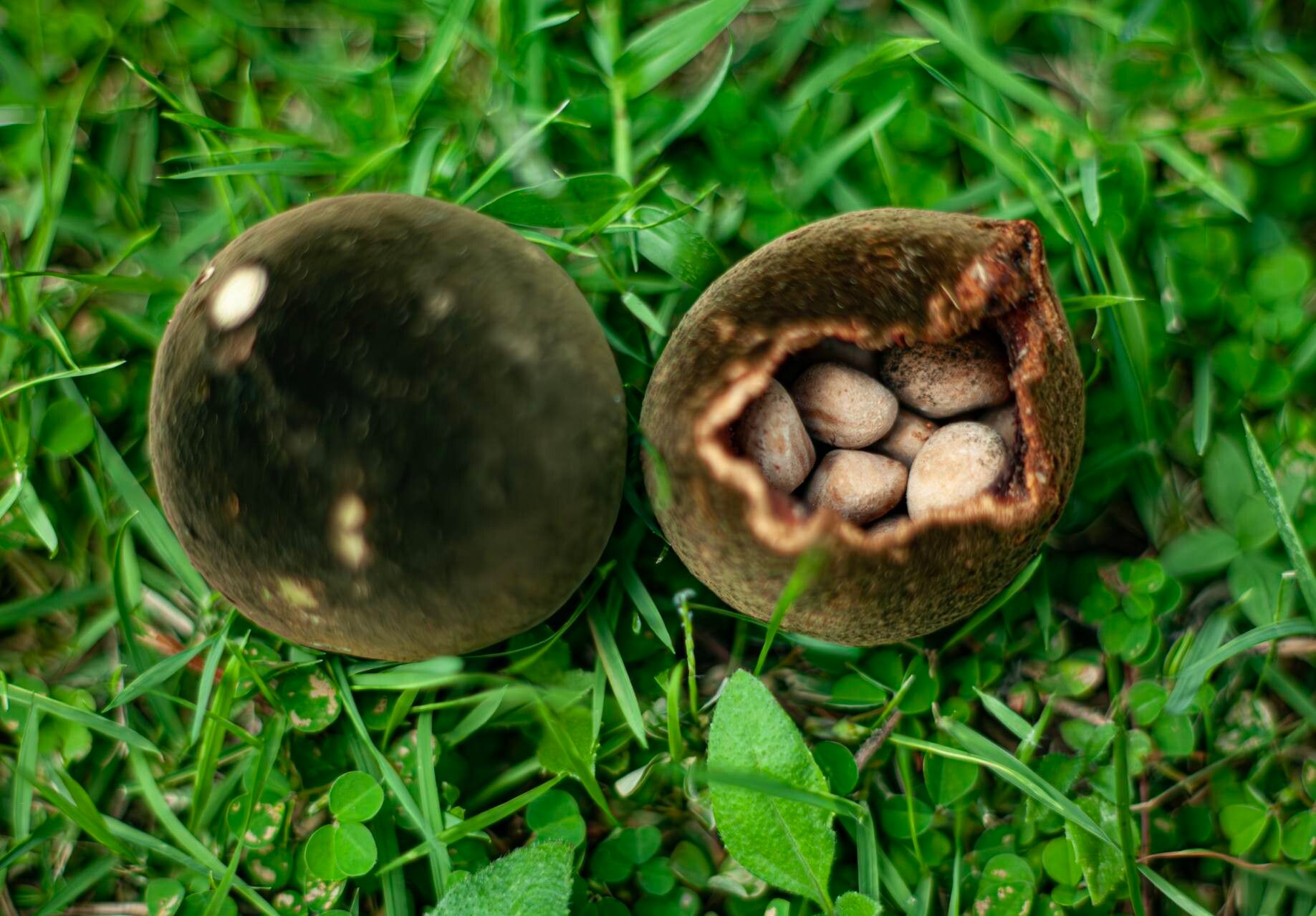 Lecythis ollaria fruit