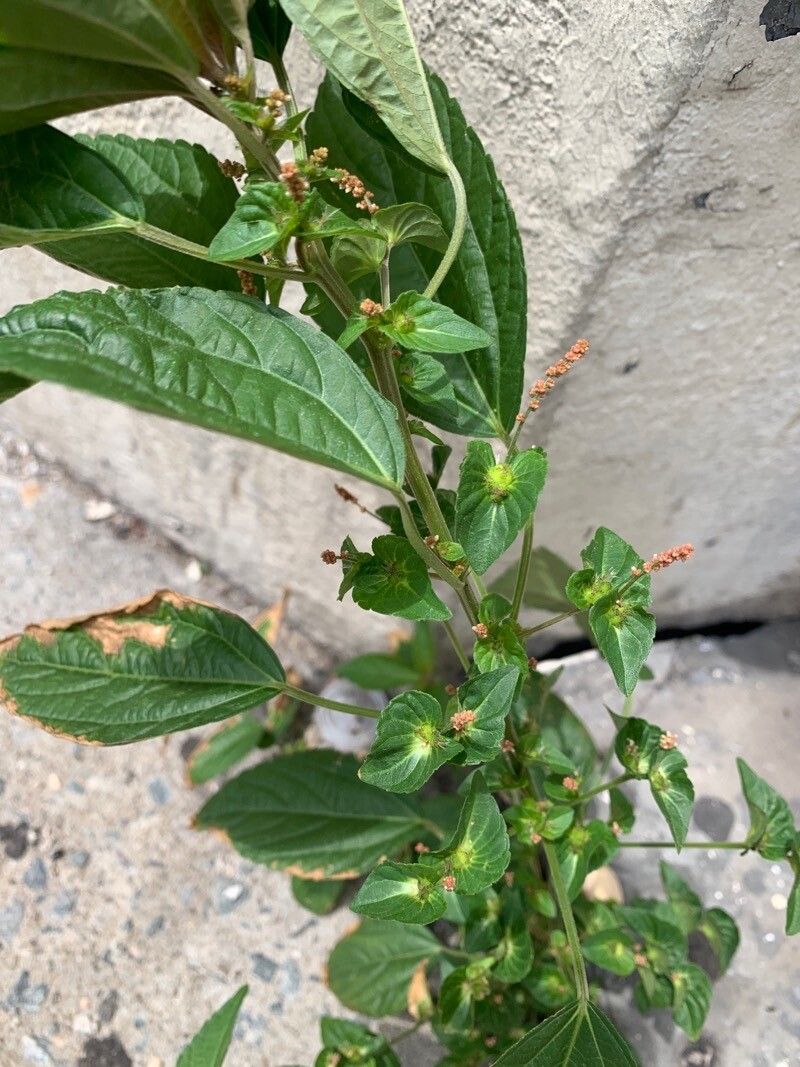 Acalypha australis flower