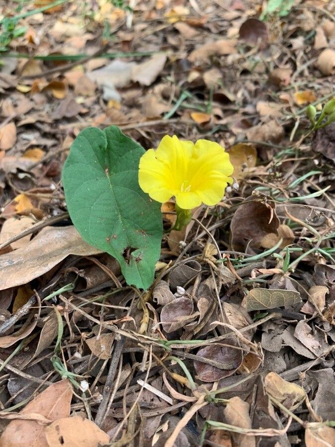 Operculina hamiltonii — related species from the same genus