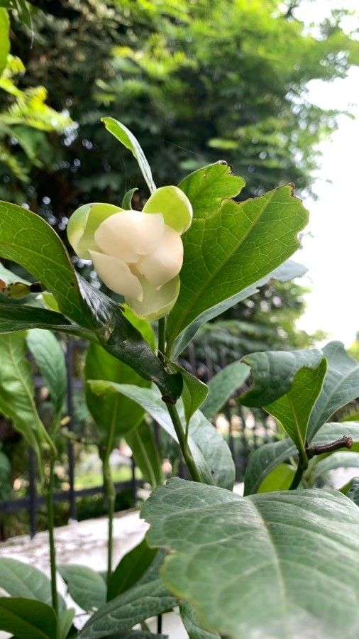 Magnolia coco flower