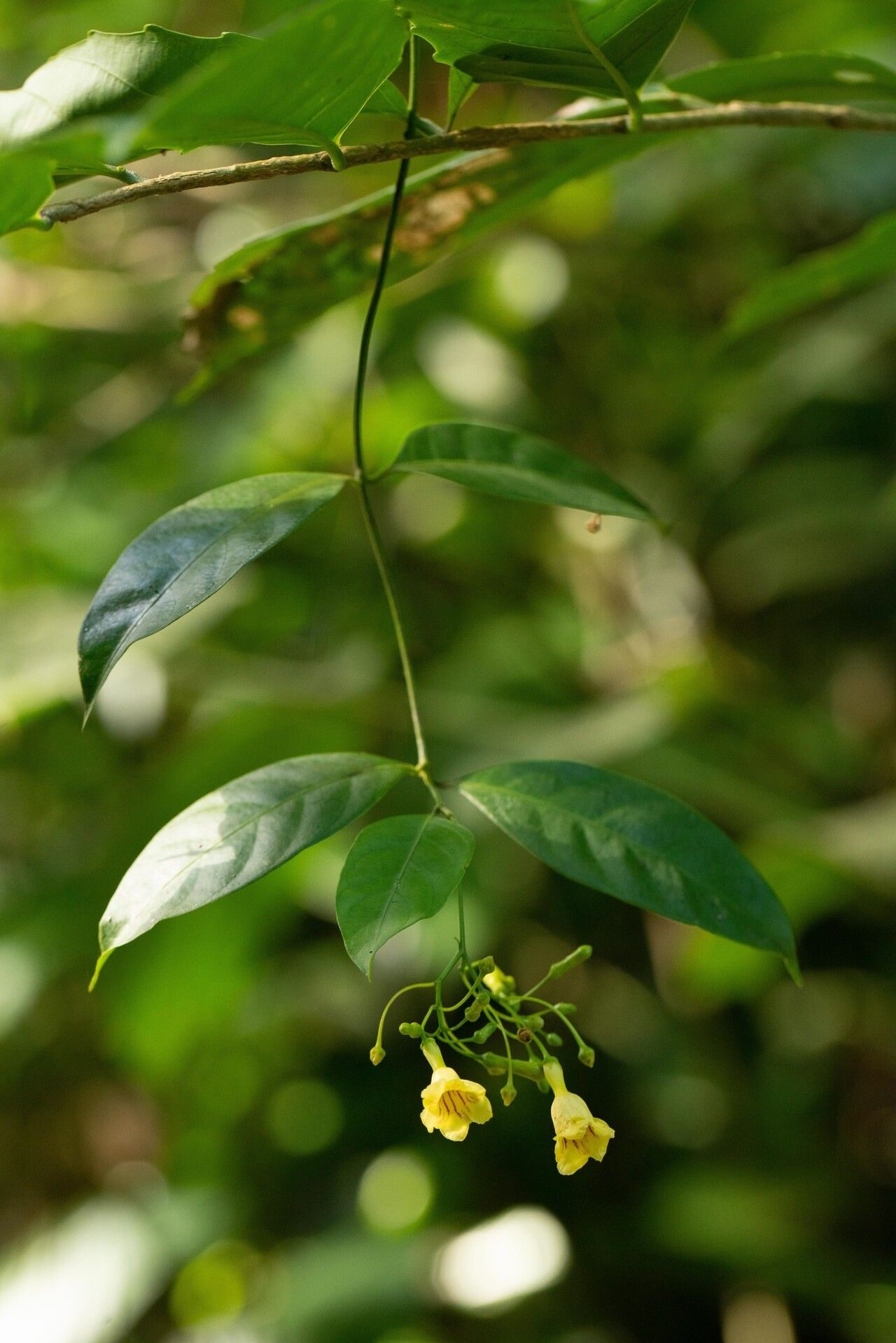 Odontadenia laxiflora flower