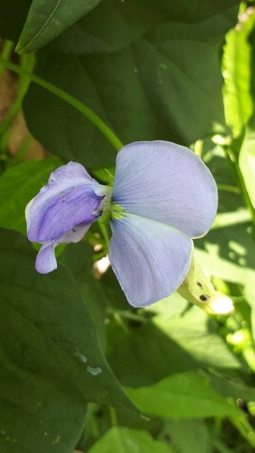 Psophocarpus tetragonolobus flower