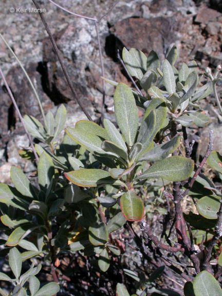 Eriogonum pendulum habit