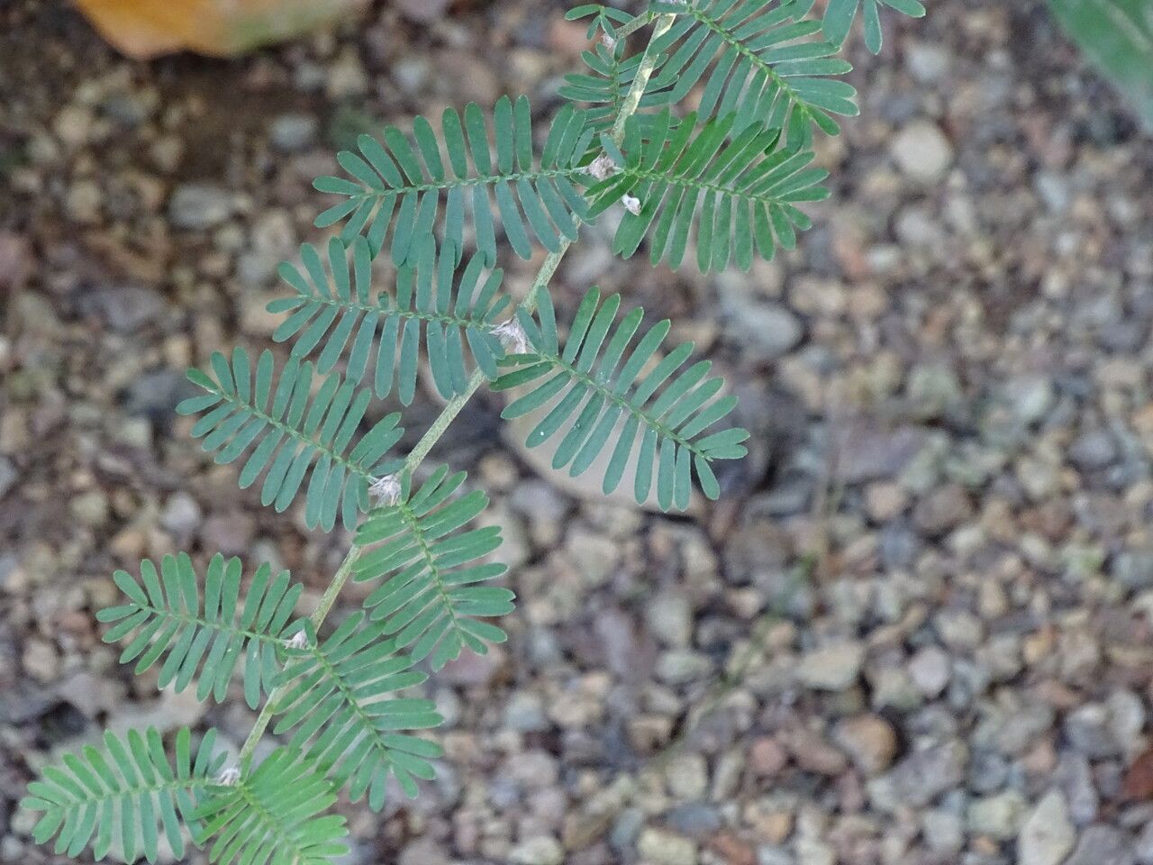 Porlieria hygrometra — search result for 'Peru to Bolivia'