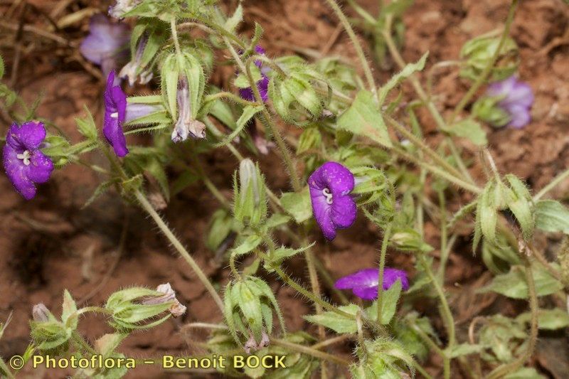 Campanula afra habit