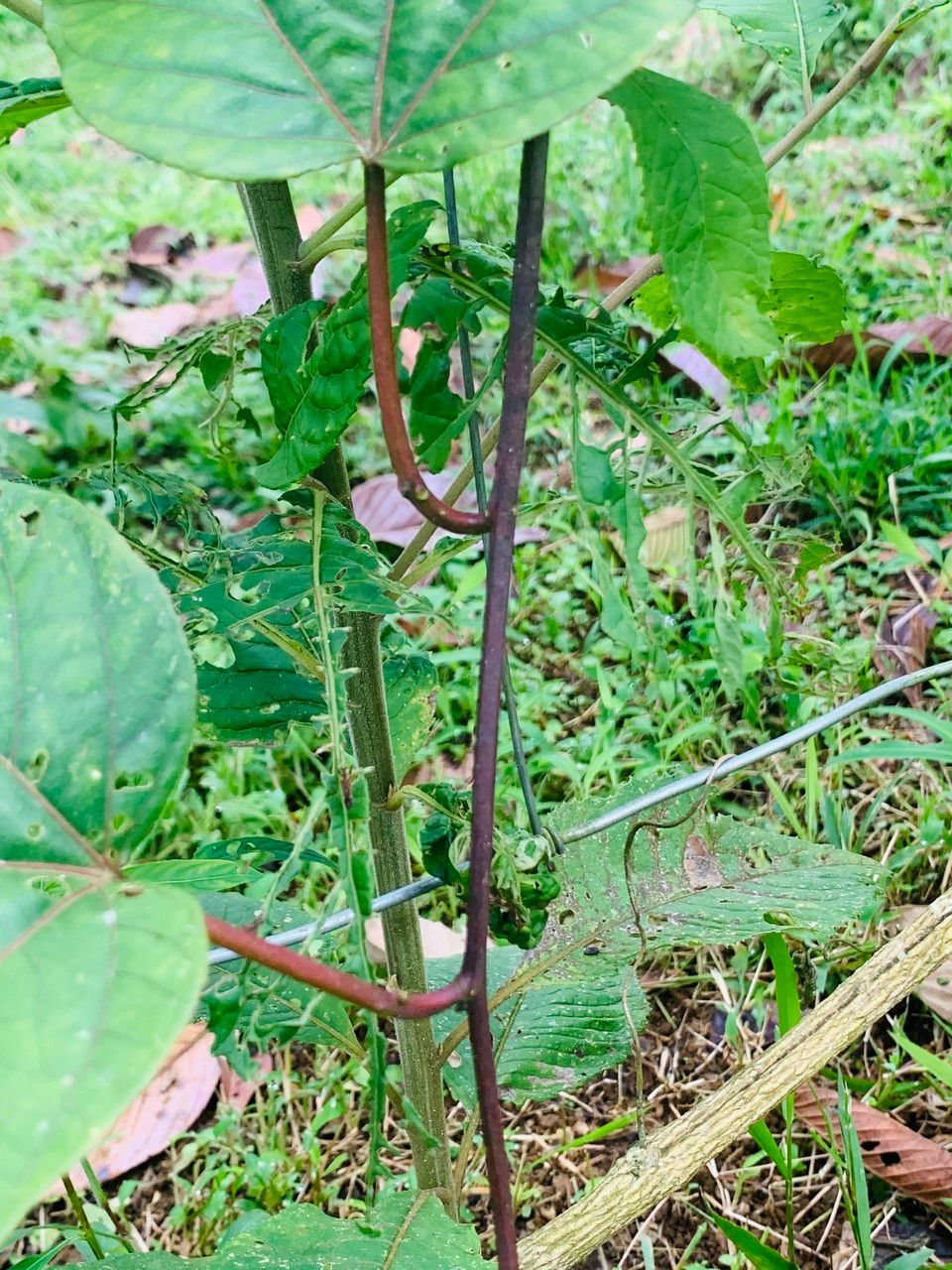 Passiflora platyloba bark