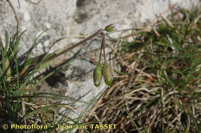 Holosteum breistrofferi — related species from the same genus