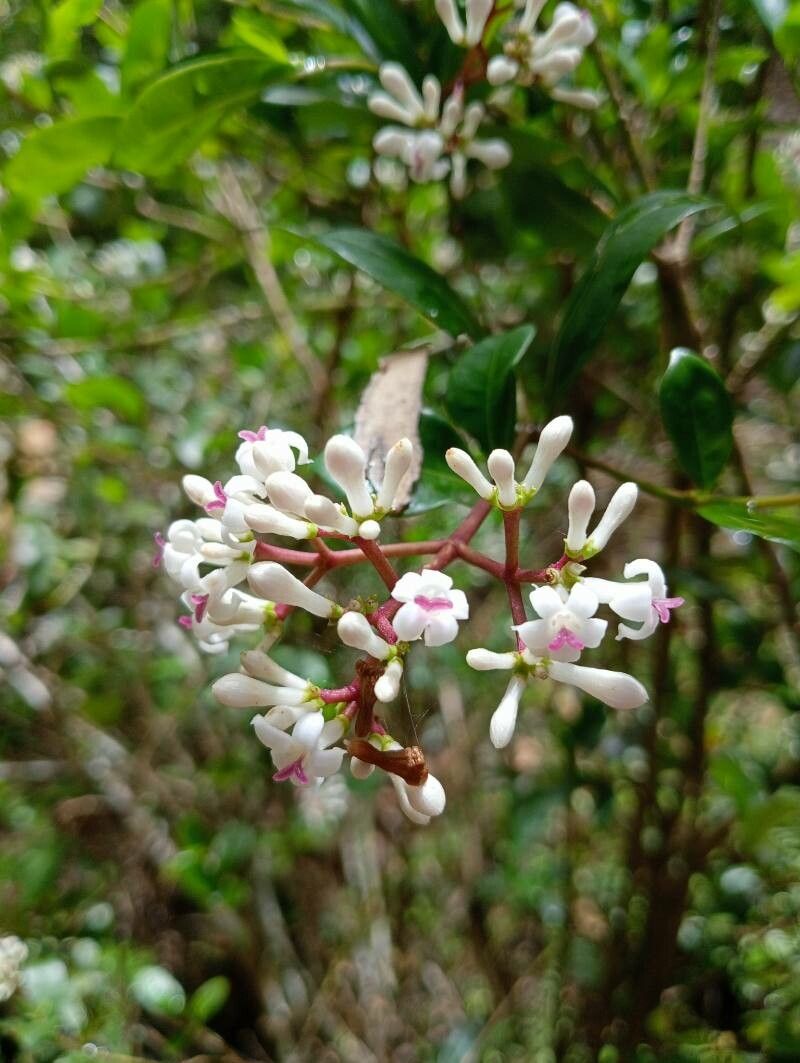 Chassalia perrieri flower