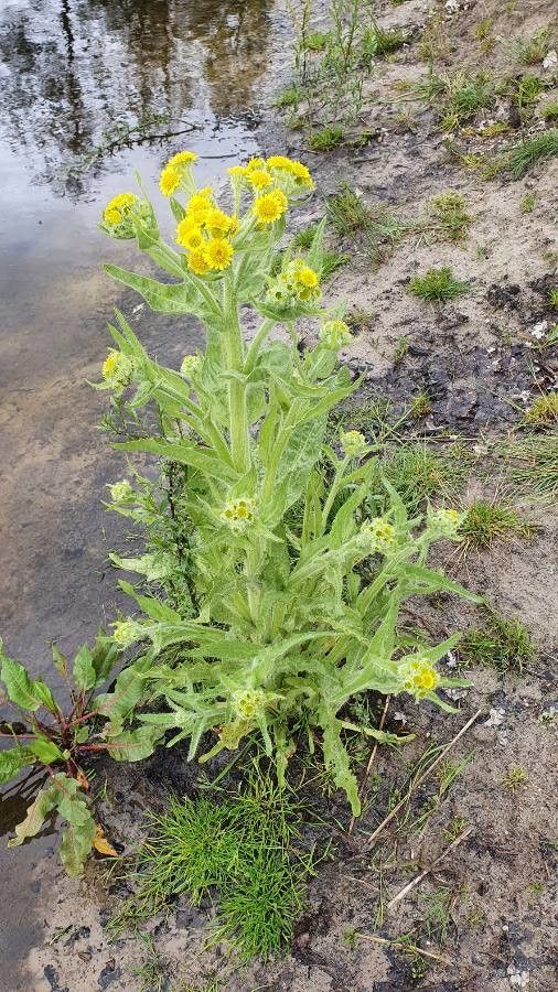 Tephroseris palustris flower