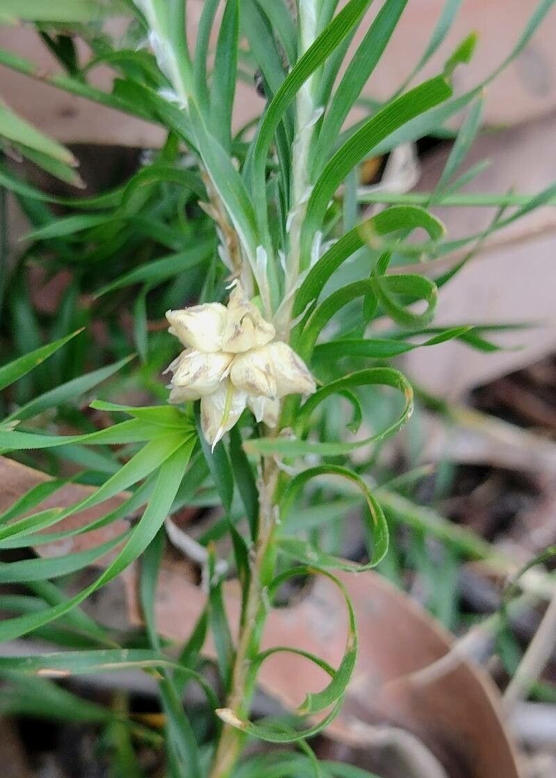 Lomandra obliqua flower