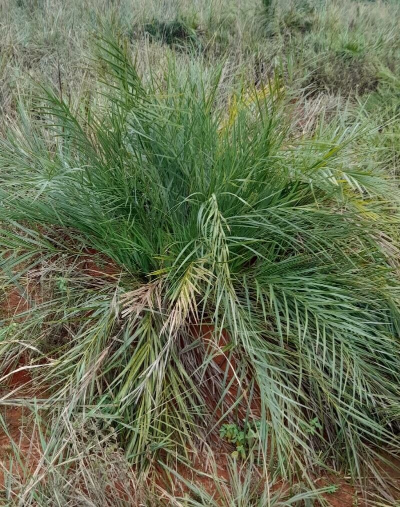 Allagoptera campestris habit