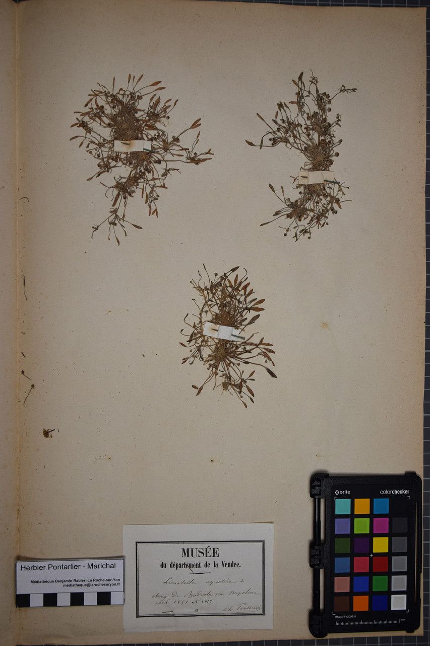 Limosella aquatica other