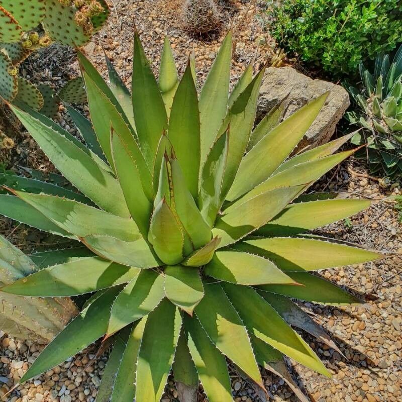 Agave ghiesbreghtii — houseplant care guide