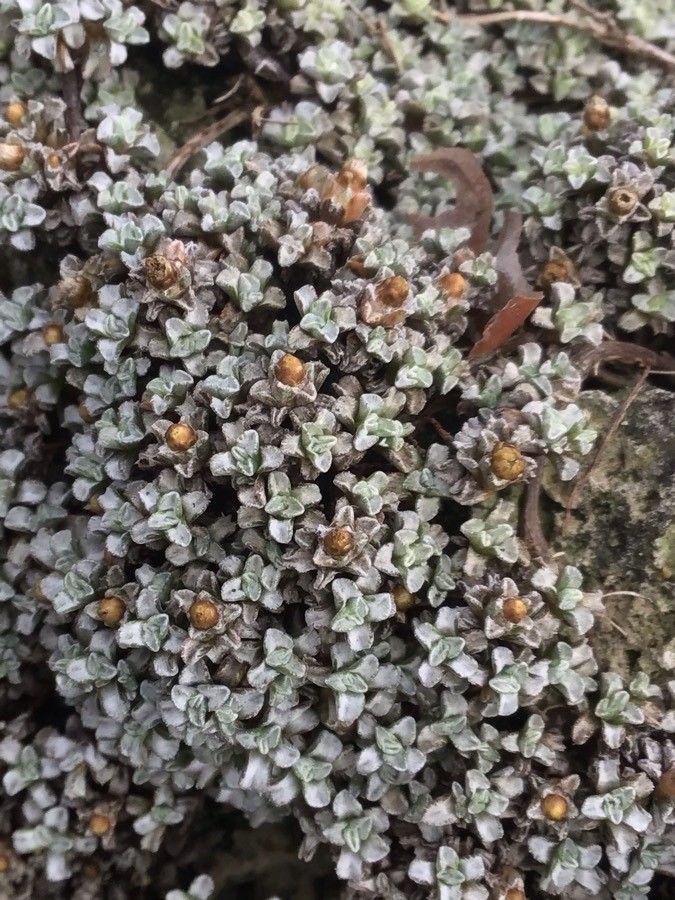 Raoulia australis habit