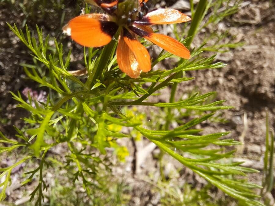 Adonis aestivalis leaf