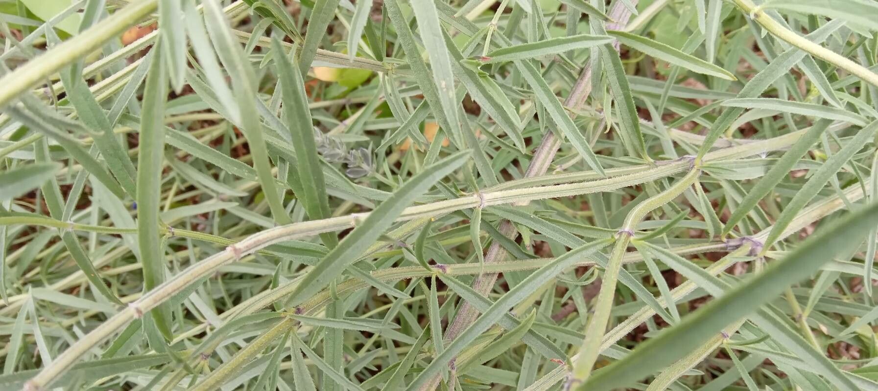 Salvia azurea — search result for 'Woodlands of eastern North America'