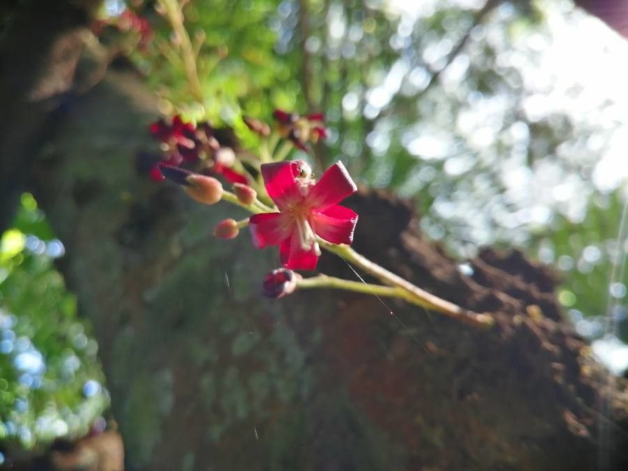 Averrhoa bilimbi flower