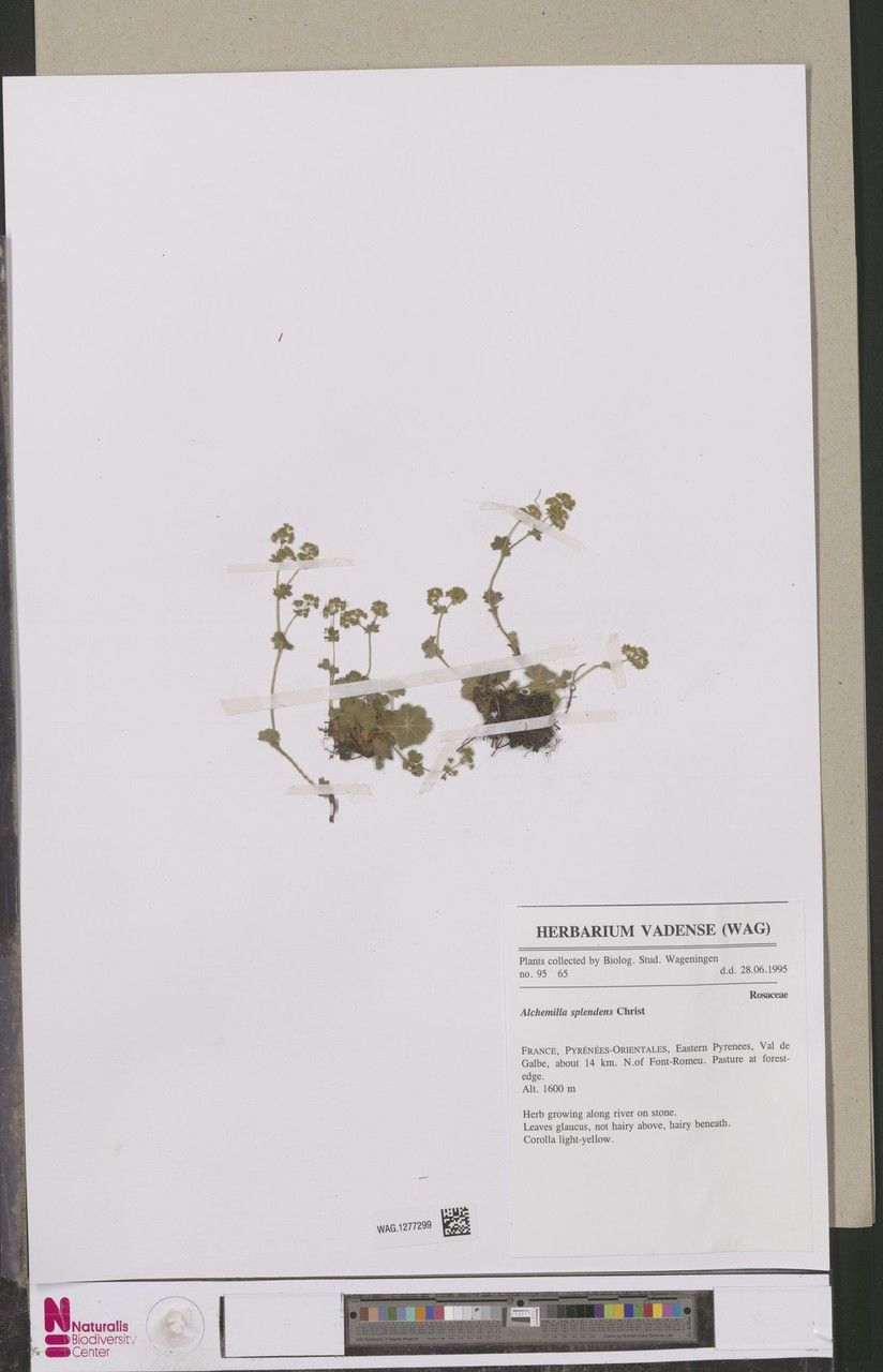 Alchemilla splendens leaf
