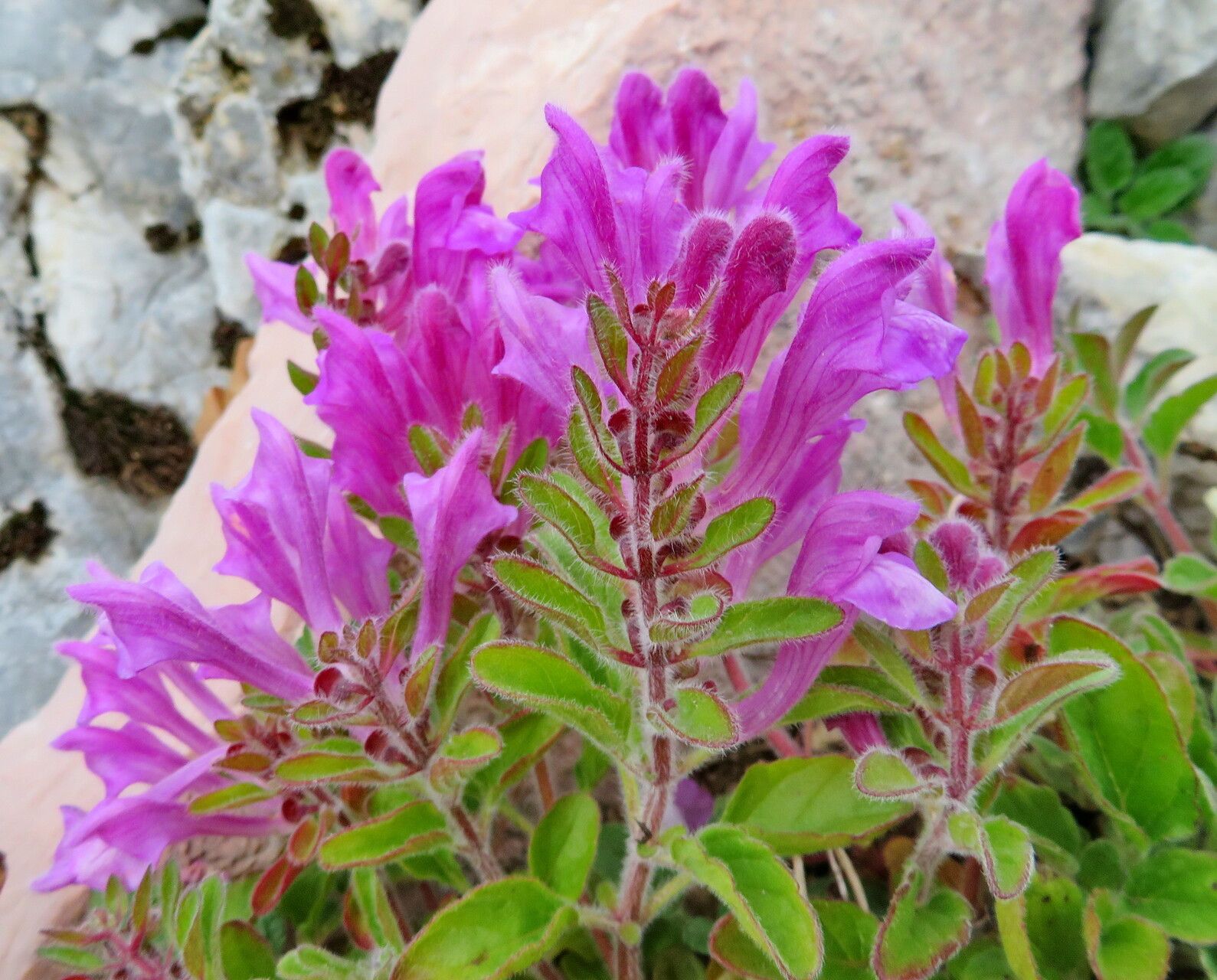 Scutellaria pontica flower