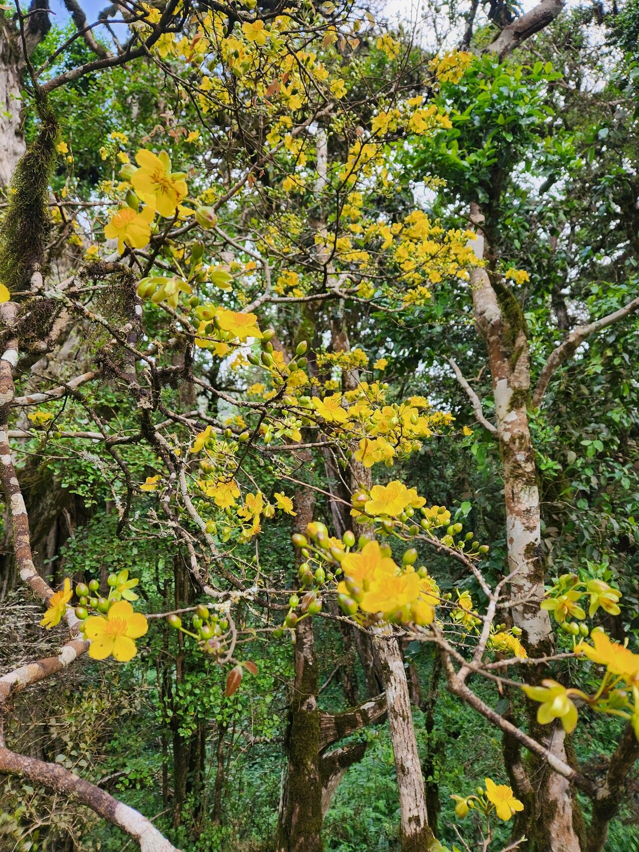 Ochna insculpta habit