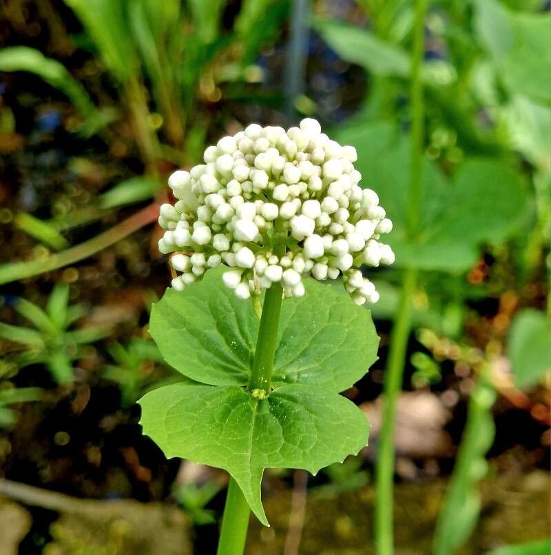 Valeriana alliariifolia flower