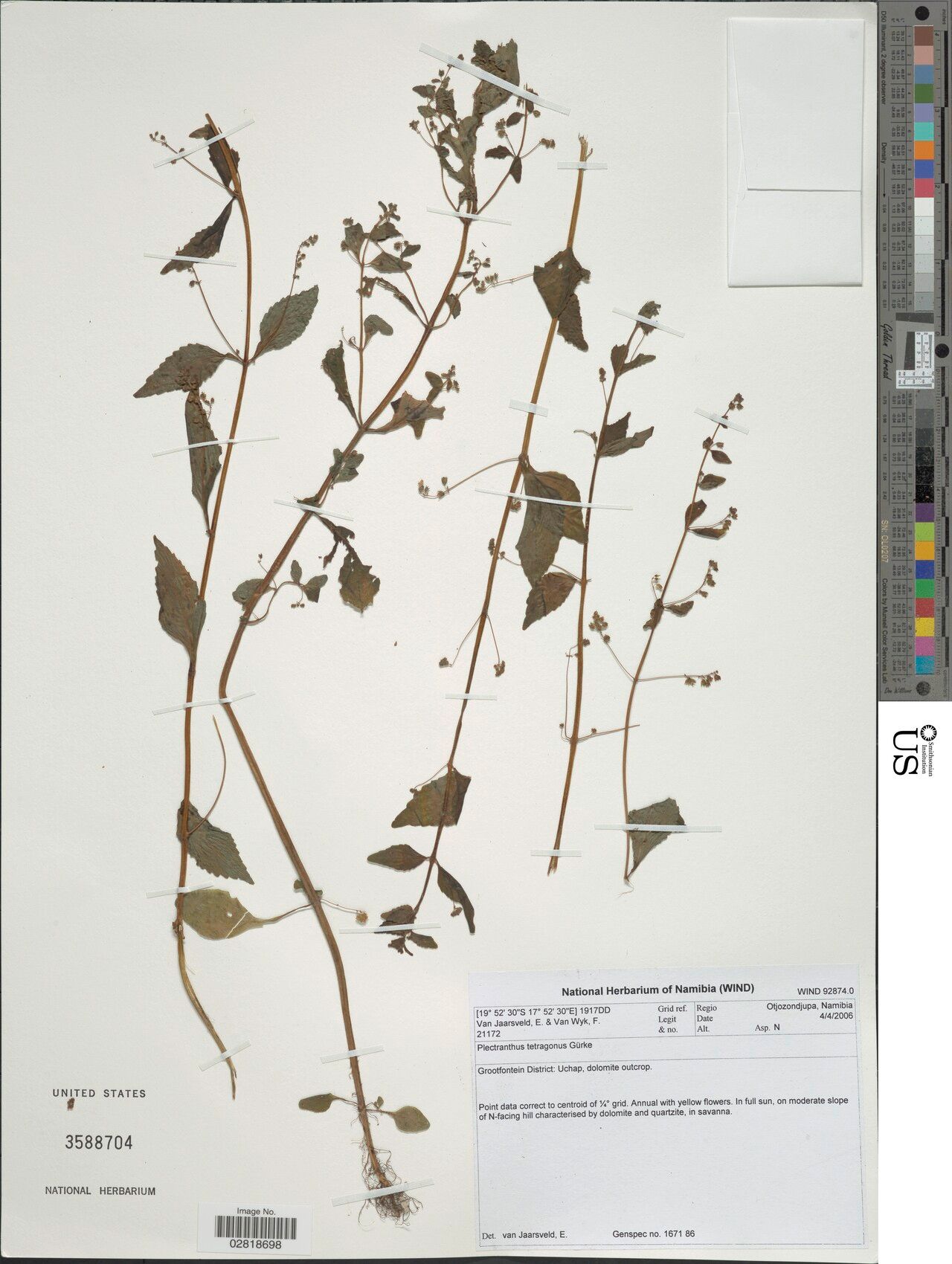 Coleus tetragonus — search result for 'Coleus'